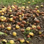 se-pueden-convertir-las-manzanas-y-peras-podridas-en-abono.webp.webp