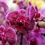 lo-que-haces-mal-con-tu-orquidea-horticultor-nombra-6.webp.webp