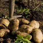 que-enterrar-en-otono-bajo-las-patatas-en-verano-obtendra.webp.webp