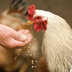 que-no-dar-de-comer-a-los-pollos-una-lista.webp.webp